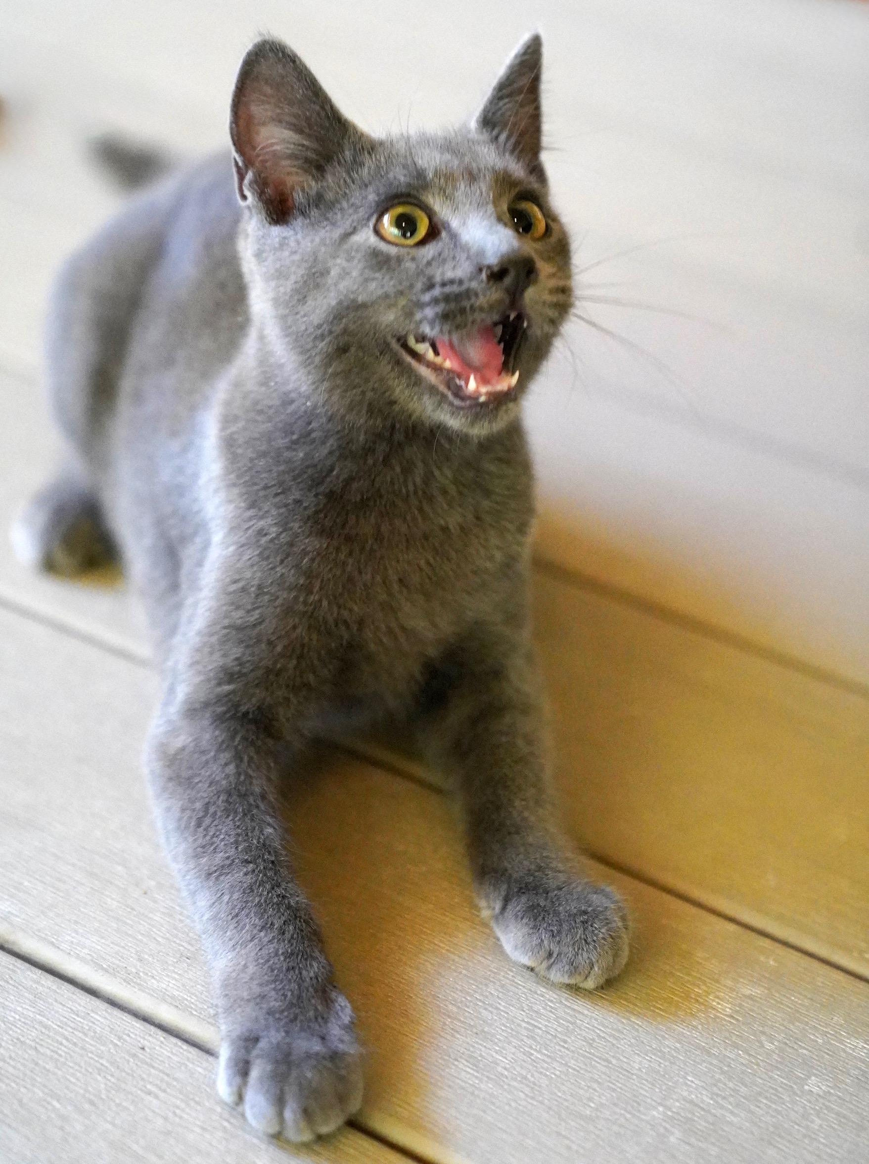 Enlarge Mariner, a Adopted mixed breed in Hixson, TN image 6/6