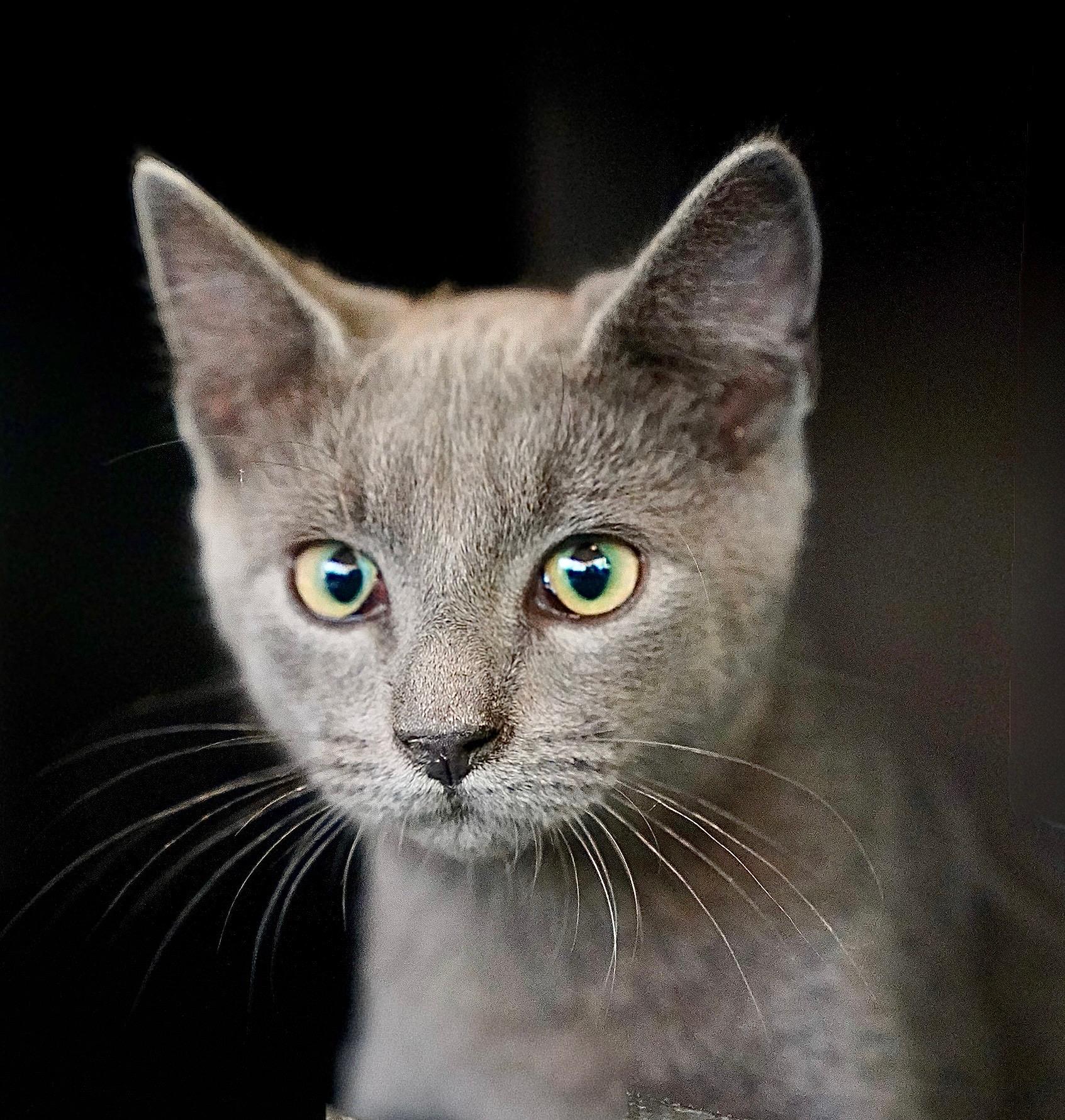 Enlarge Mariner, a Adopted mixed breed in Hixson, TN image 3/6