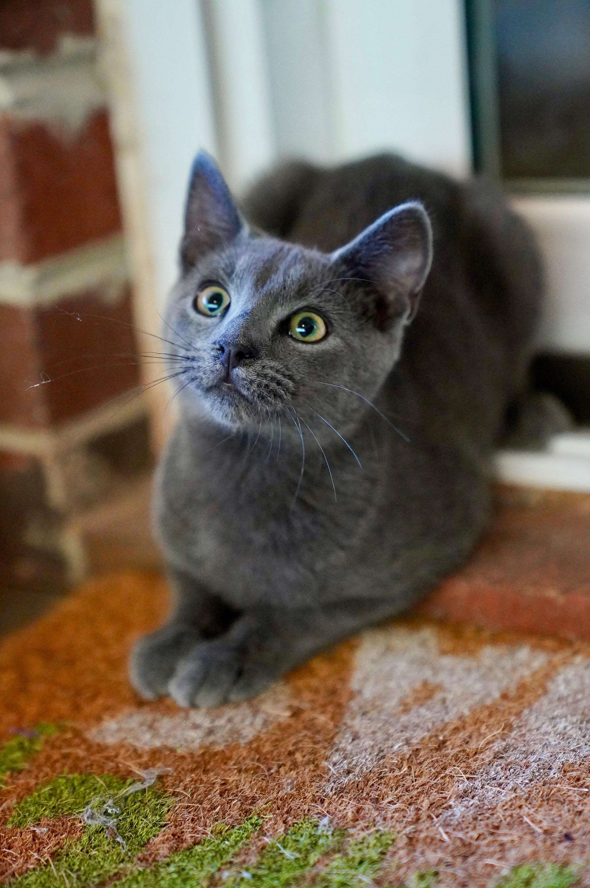 Enlarge Mariner, a Adopted mixed breed in Hixson, TN image 5/6