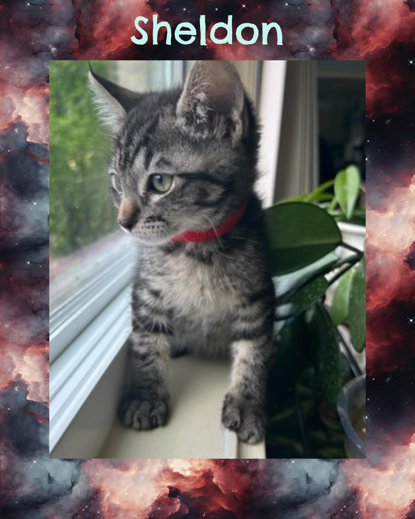 Sheldon