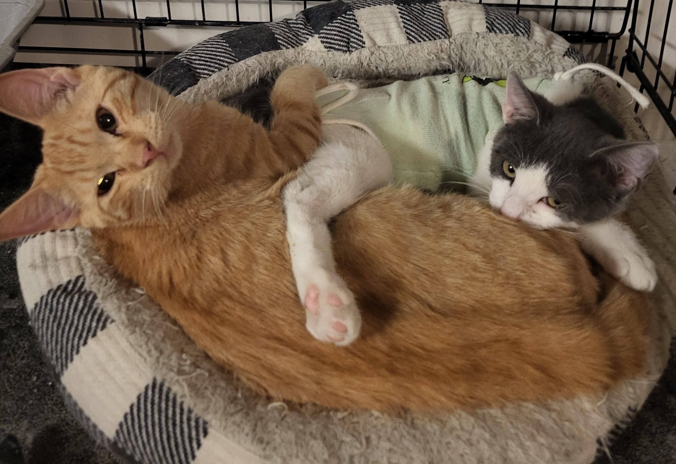 Enlarge BooBoo and Mango, a ADOPTABLE Domestic Short Hair in Bennington, VT image 2/2