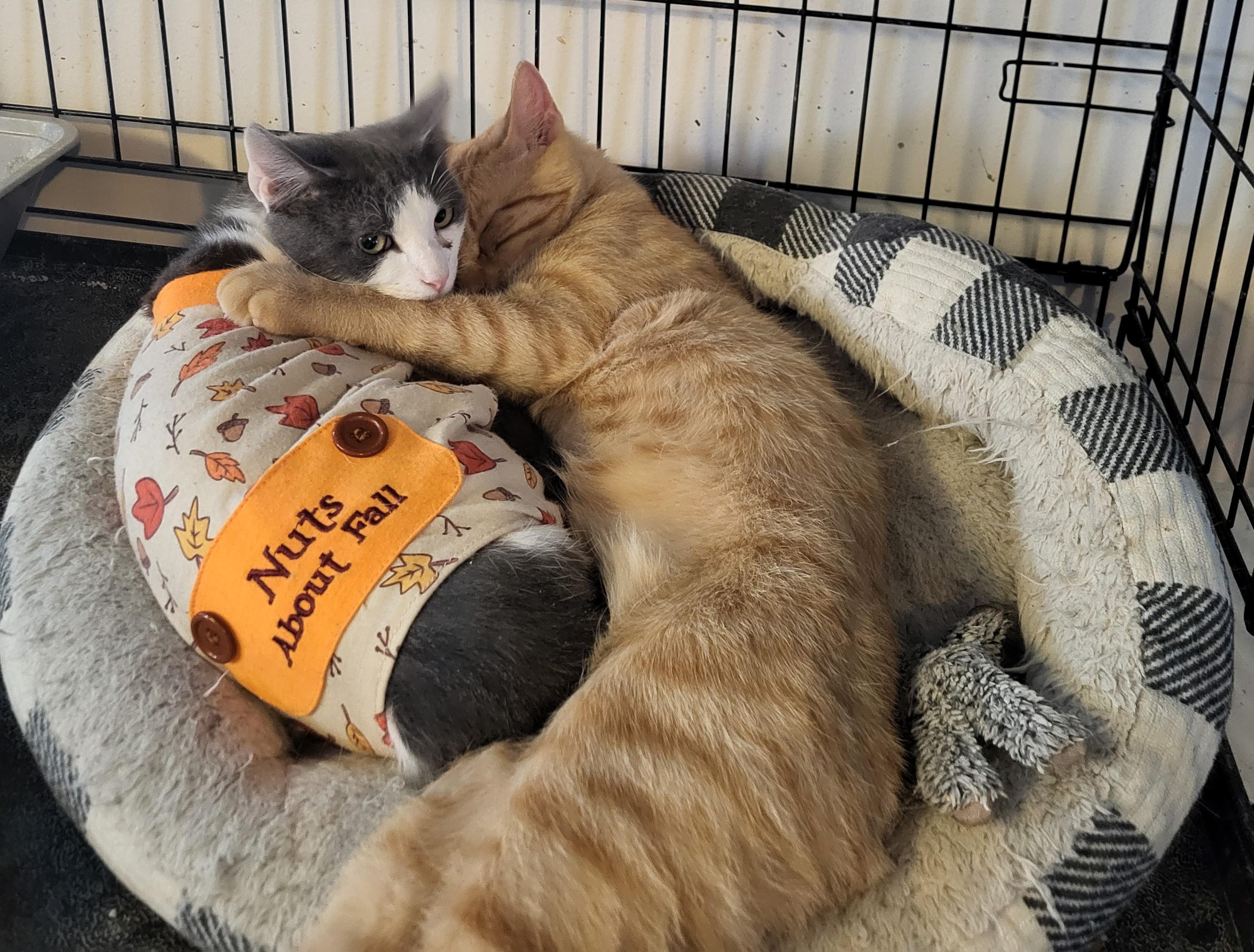 Enlarge BooBoo and Mango, a ADOPTABLE Domestic Short Hair in Bennington, VT image 1/2
