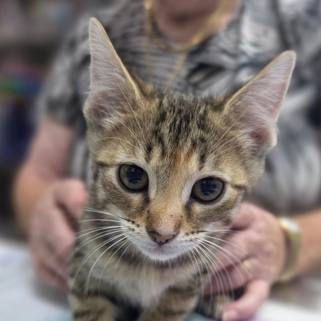 Enlarge Avalon, a Adoptable Domestic Short Hair in Huntsville, AL image 1/1