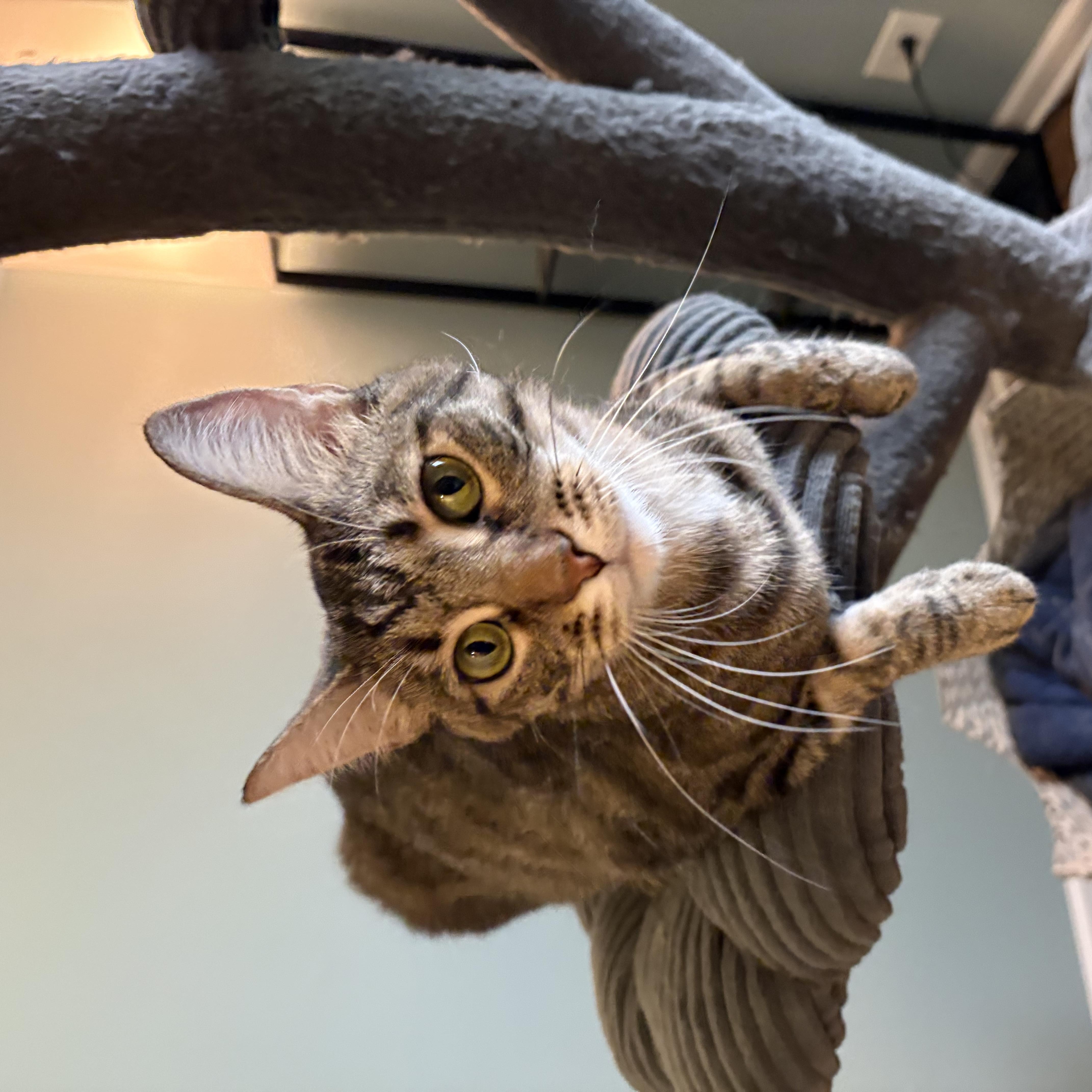 Enlarge Georgia, a Adopted Tabby in Wadsworth, IL image 2/3