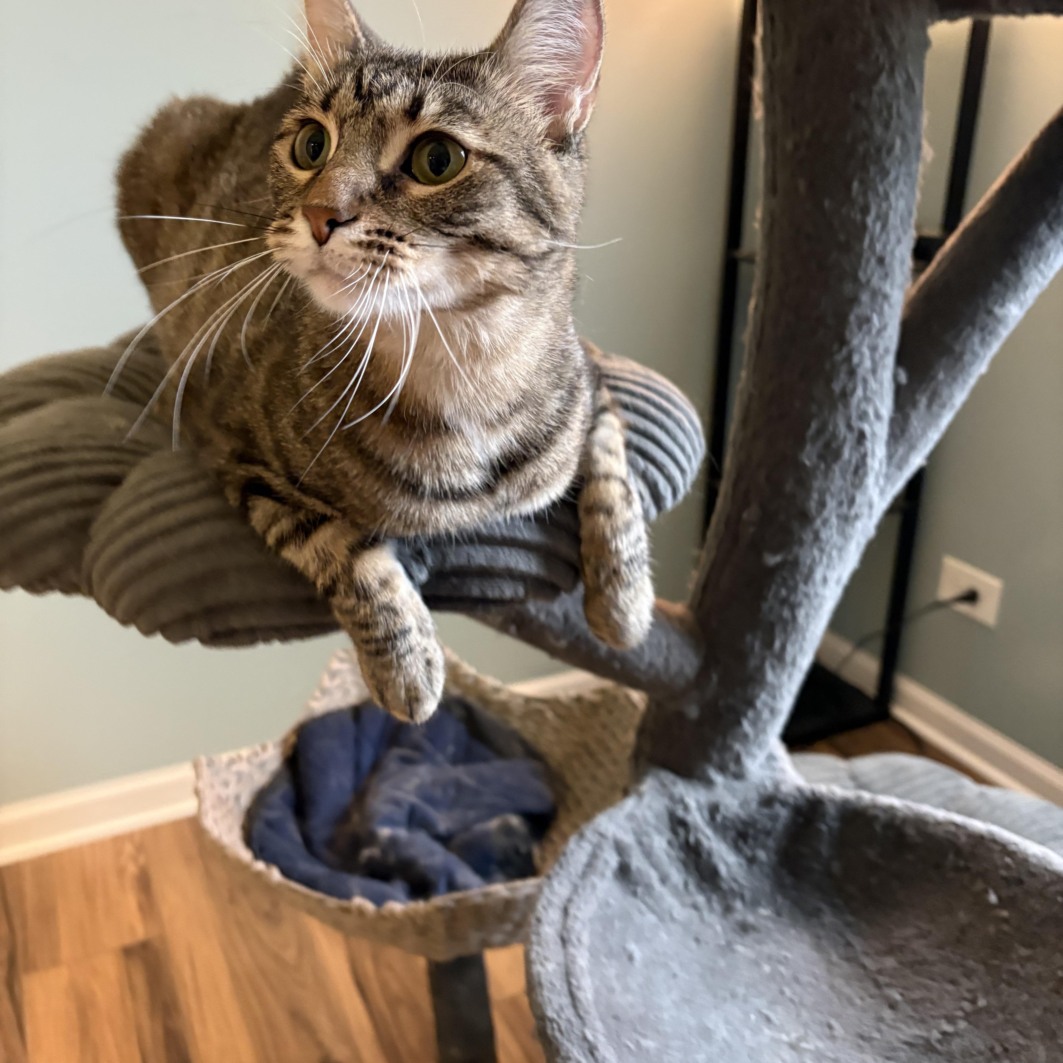 Enlarge Georgia, a Adopted Tabby in Wadsworth, IL image 3/3