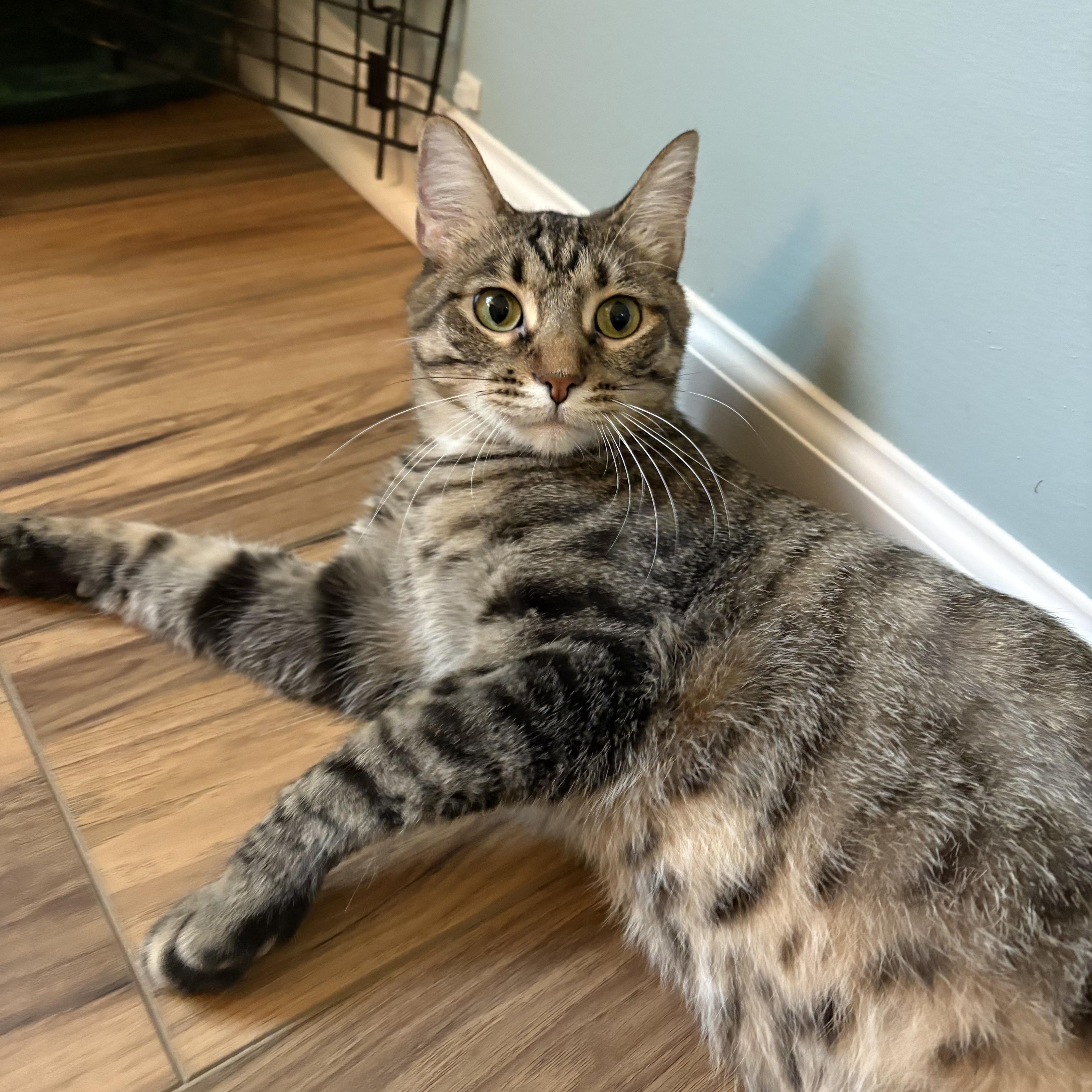 Georgia, Adopted, Young Female Tabby.