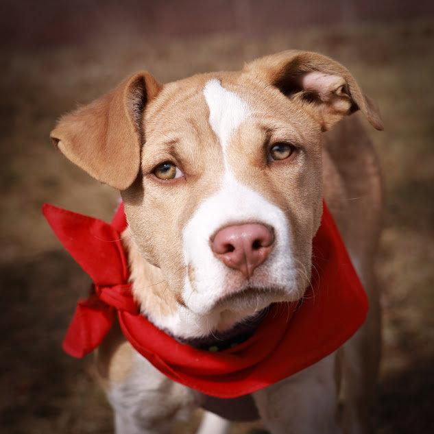 Marcie, a Adopted American Staffordshire Terrier in Fort Collins, CO image 1/3