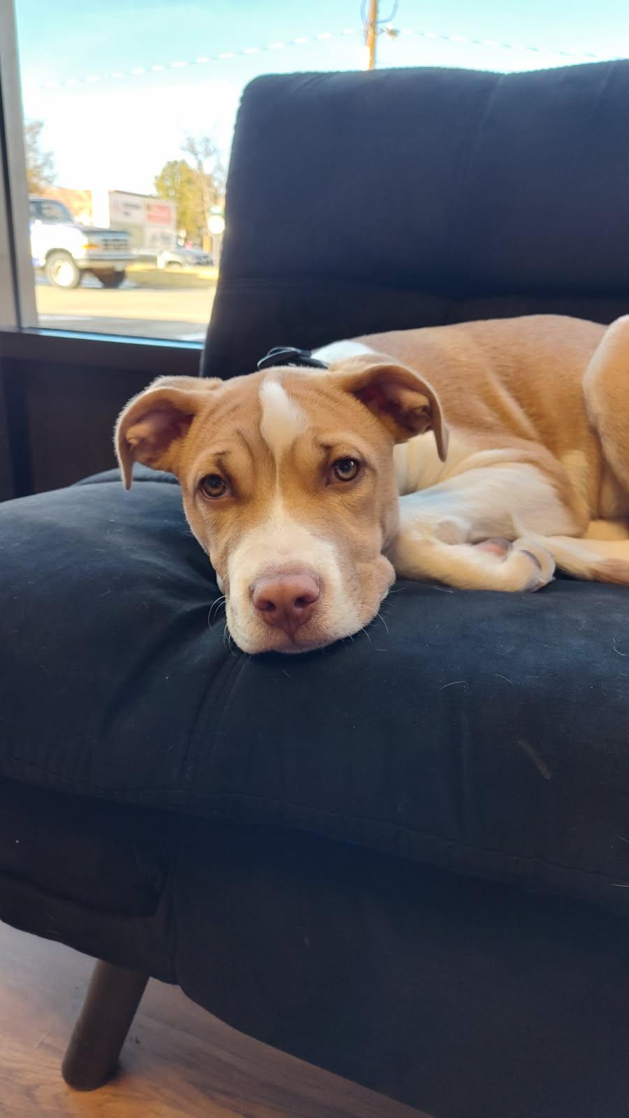 Marcie, a Adopted American Staffordshire Terrier in Fort Collins, CO image 2/3
