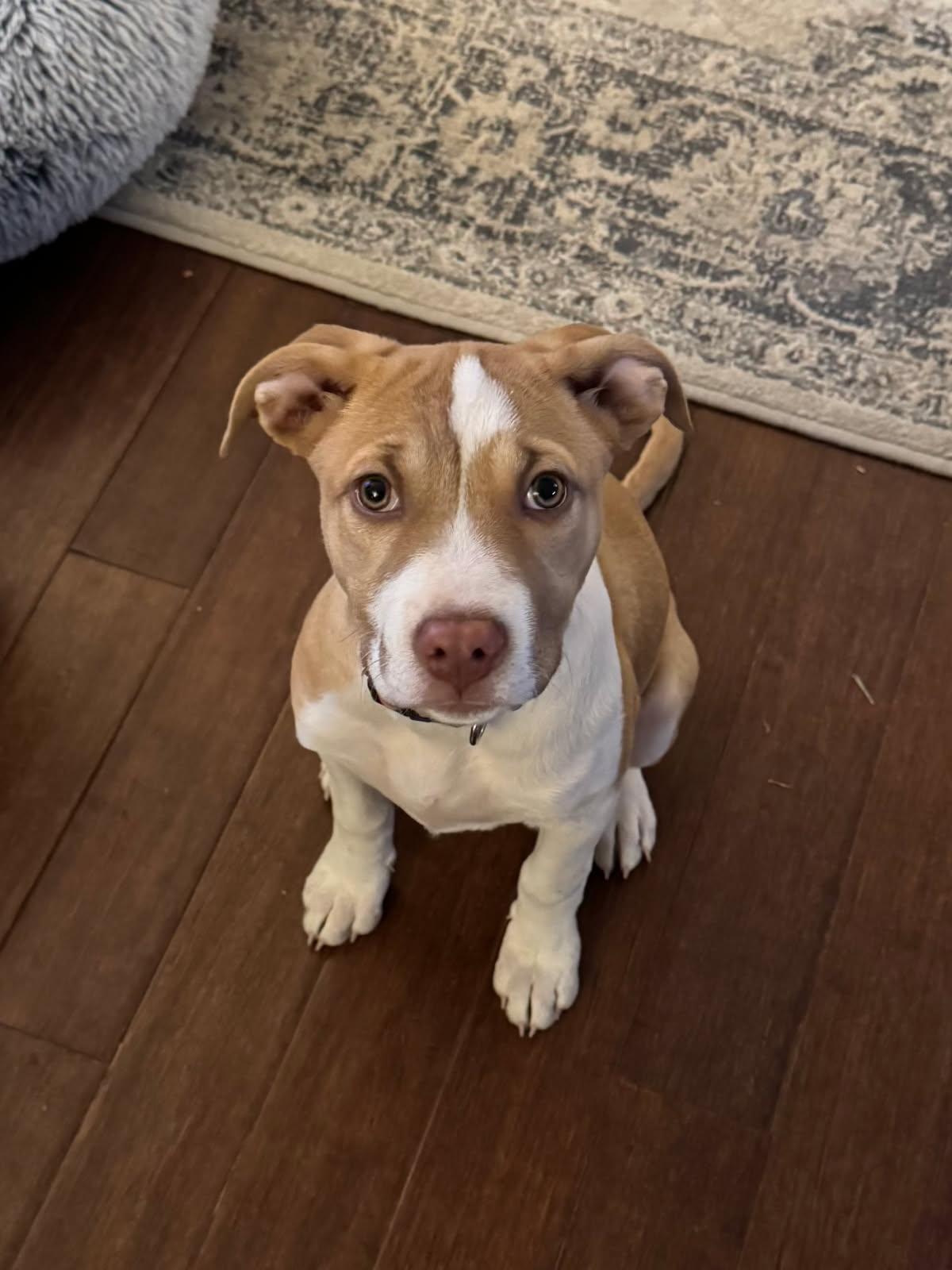 Marcie, a Adopted American Staffordshire Terrier in Fort Collins, CO image 3/3