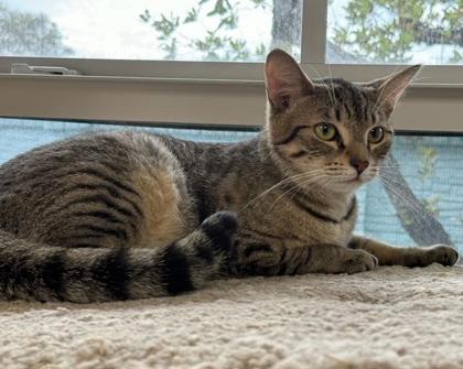 Enlarge Salt, a Adoptable Domestic Short Hair in Pompano Beach, FL image 1/1