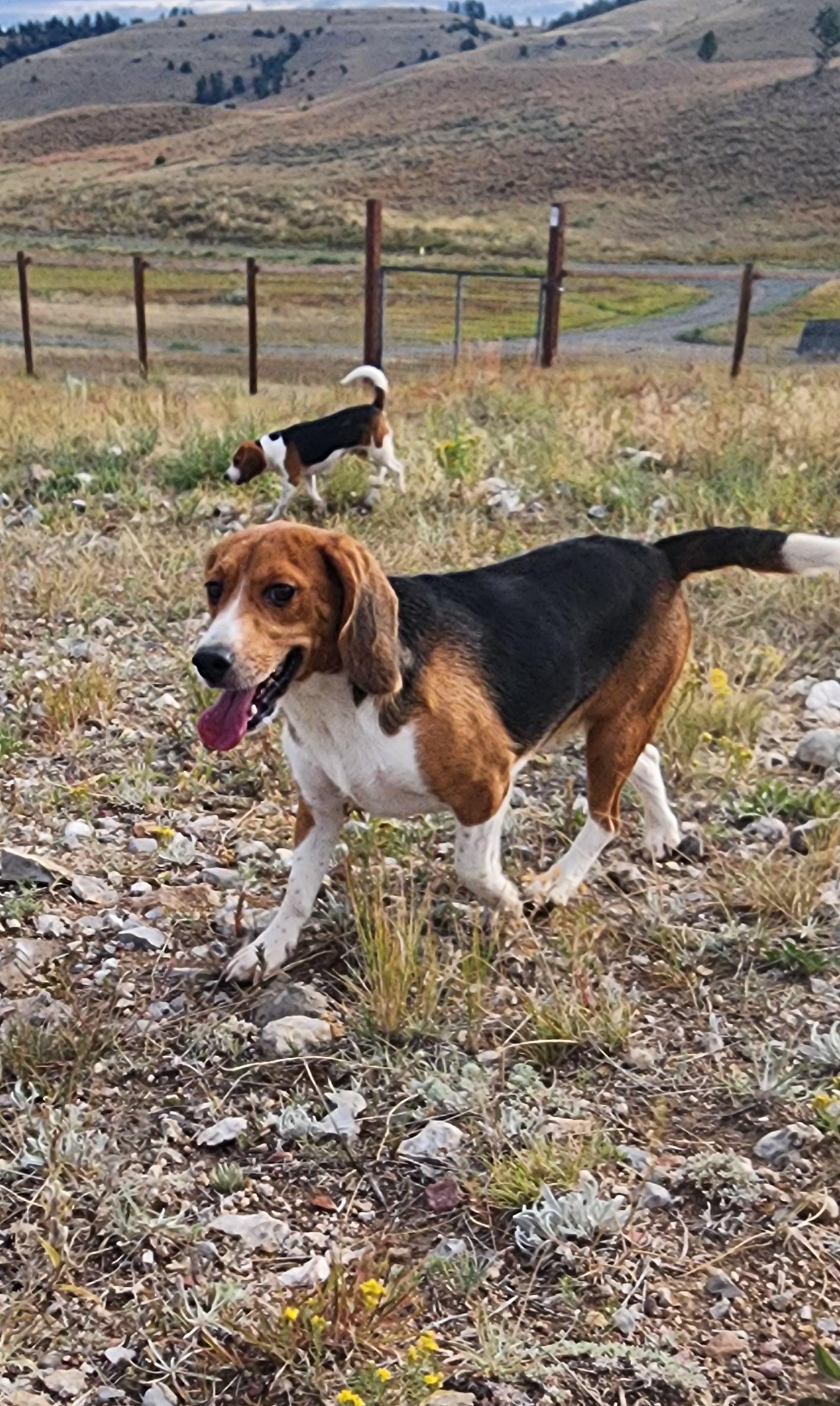 Sara, an adoptable Beagle in Hartville, WY, 82215 | Photo Image 2