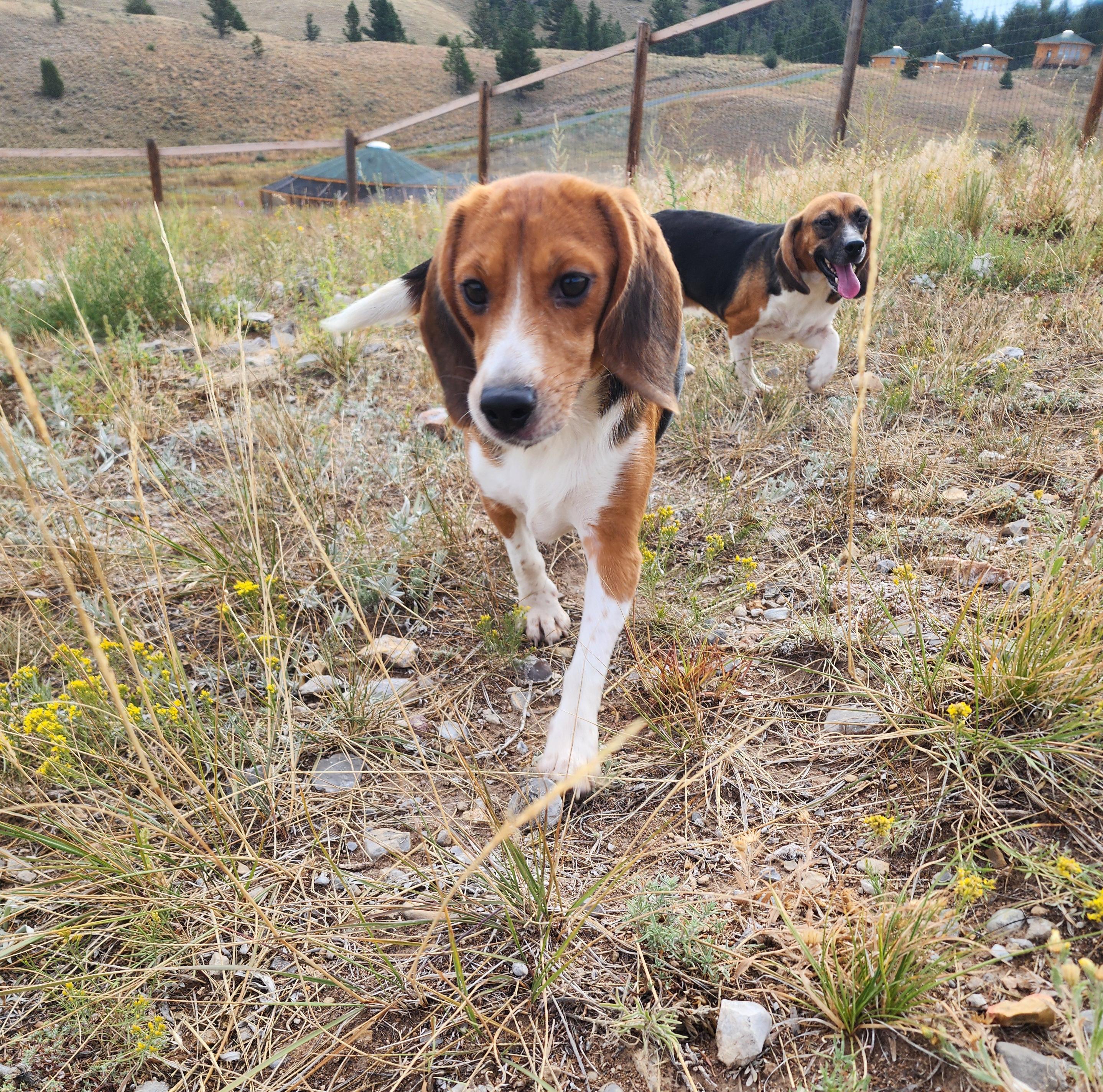 Sara, an adoptable Beagle in Hartville, WY, 82215 | Photo Image 1