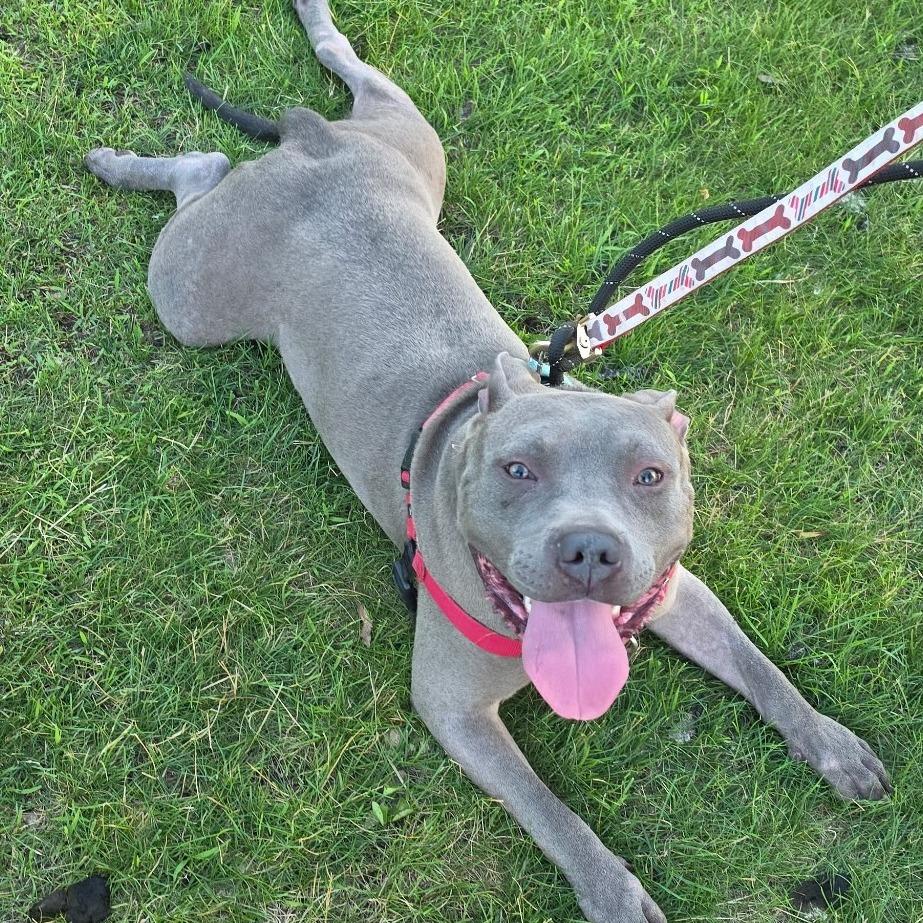Bodhi D11189, a Adoptable mixed breed in St. Cloud, MN image 1/5