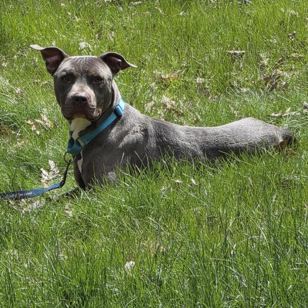Bodhi D11189, a Adoptable mixed breed in St. Cloud, MN image 4/5