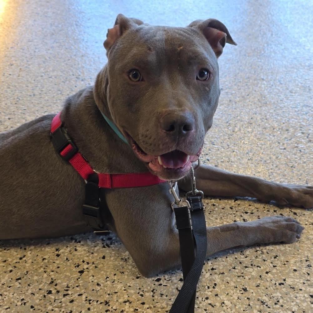 Bodhi D11189, a Adoptable mixed breed in St. Cloud, MN image 2/5