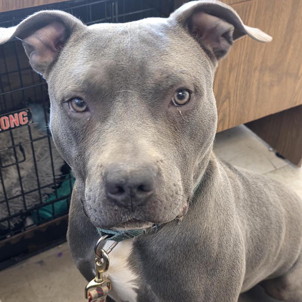 Bodhi D11189, a Adoptable mixed breed in St. Cloud, MN image 3/5