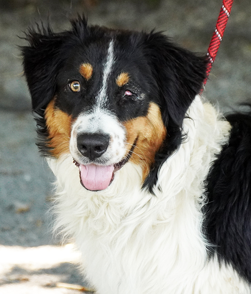 Dog for adoption Tuohy, an Australian Shepherd in Maynardville, TN