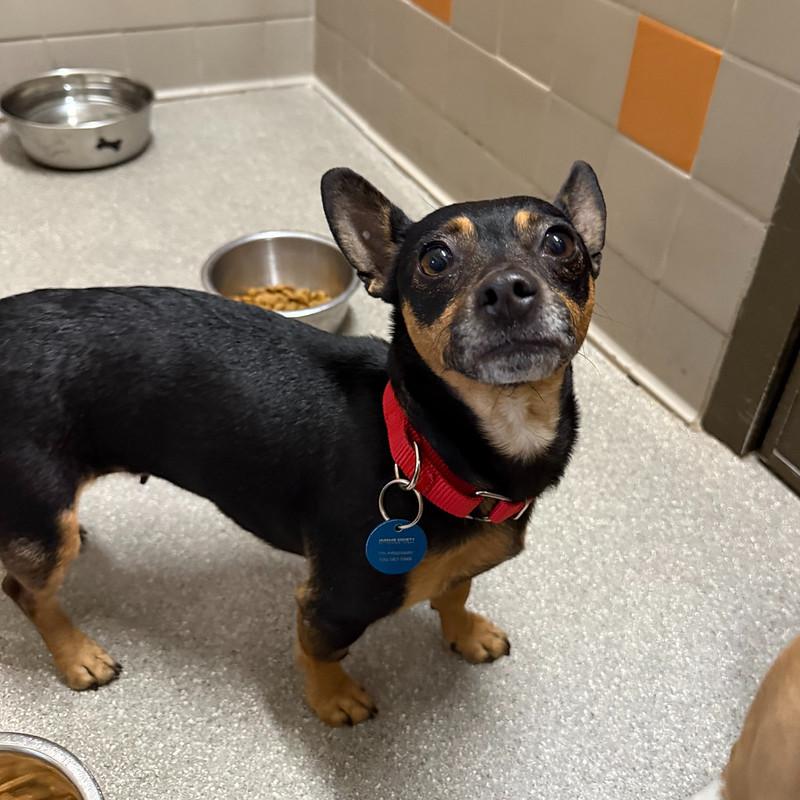 Enlarge Jessie, a ADOPTABLE Mixed Breed in Truckee, CA image 1/2