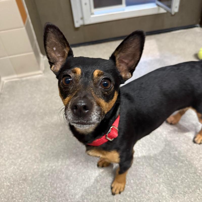 Enlarge Jessie, a ADOPTABLE Mixed Breed in Truckee, CA image 2/2