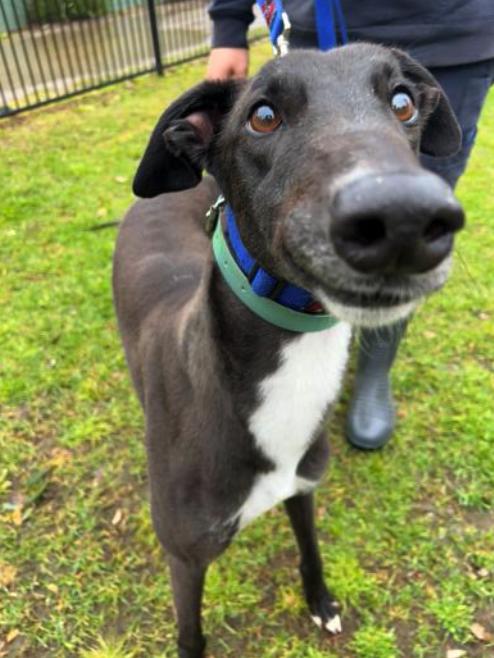 Enlarge Copious (Slim), a Adoptable Greyhound in Tarpon Springs, FL image 2/3