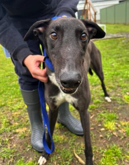 Enlarge Copious (Slim), a Adoptable Greyhound in Tarpon Springs, FL image 3/3