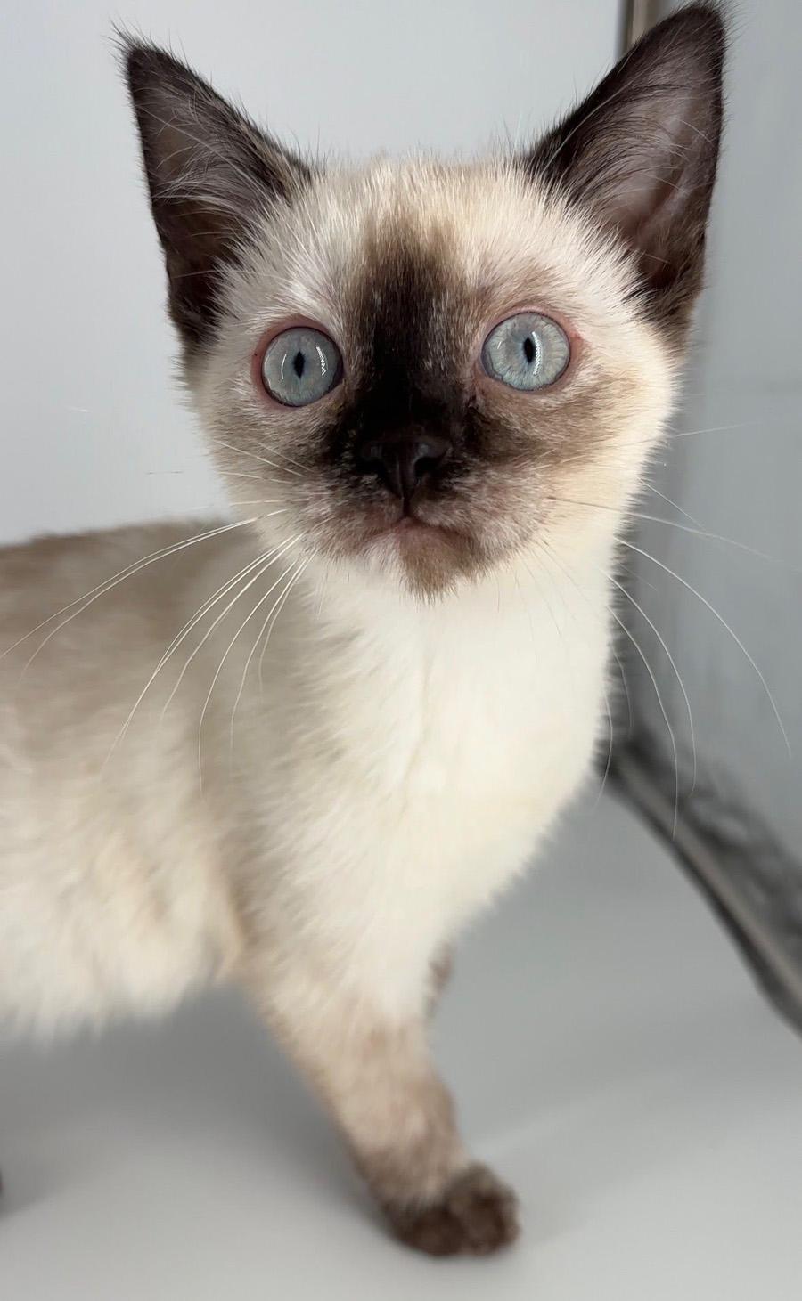 Kitten Eve, a Adopted Siamese in Cuyahoga Falls, OH image 1/3