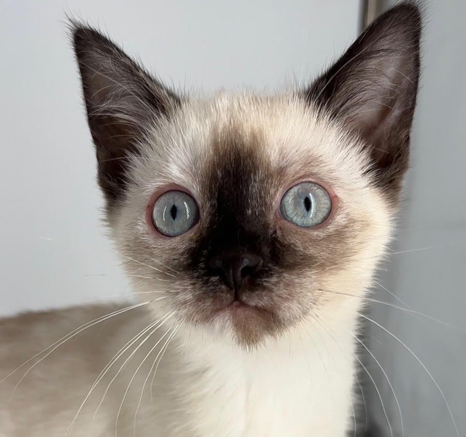 Kitten Eve, a Adopted Siamese in Cuyahoga Falls, OH image 2/3
