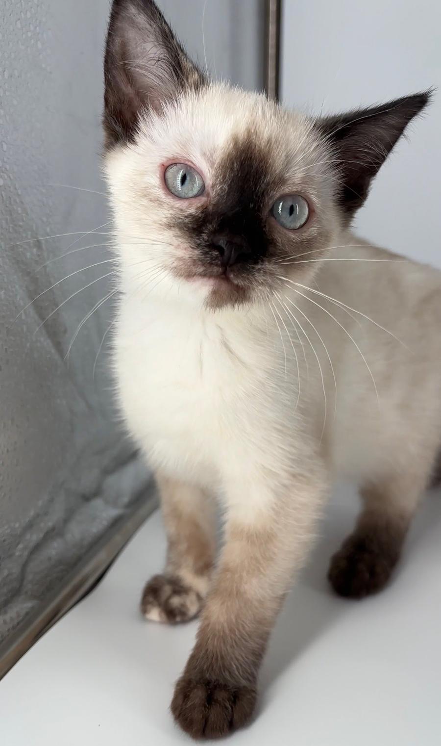 Kitten Eve, a Adopted Siamese in Cuyahoga Falls, OH image 3/3