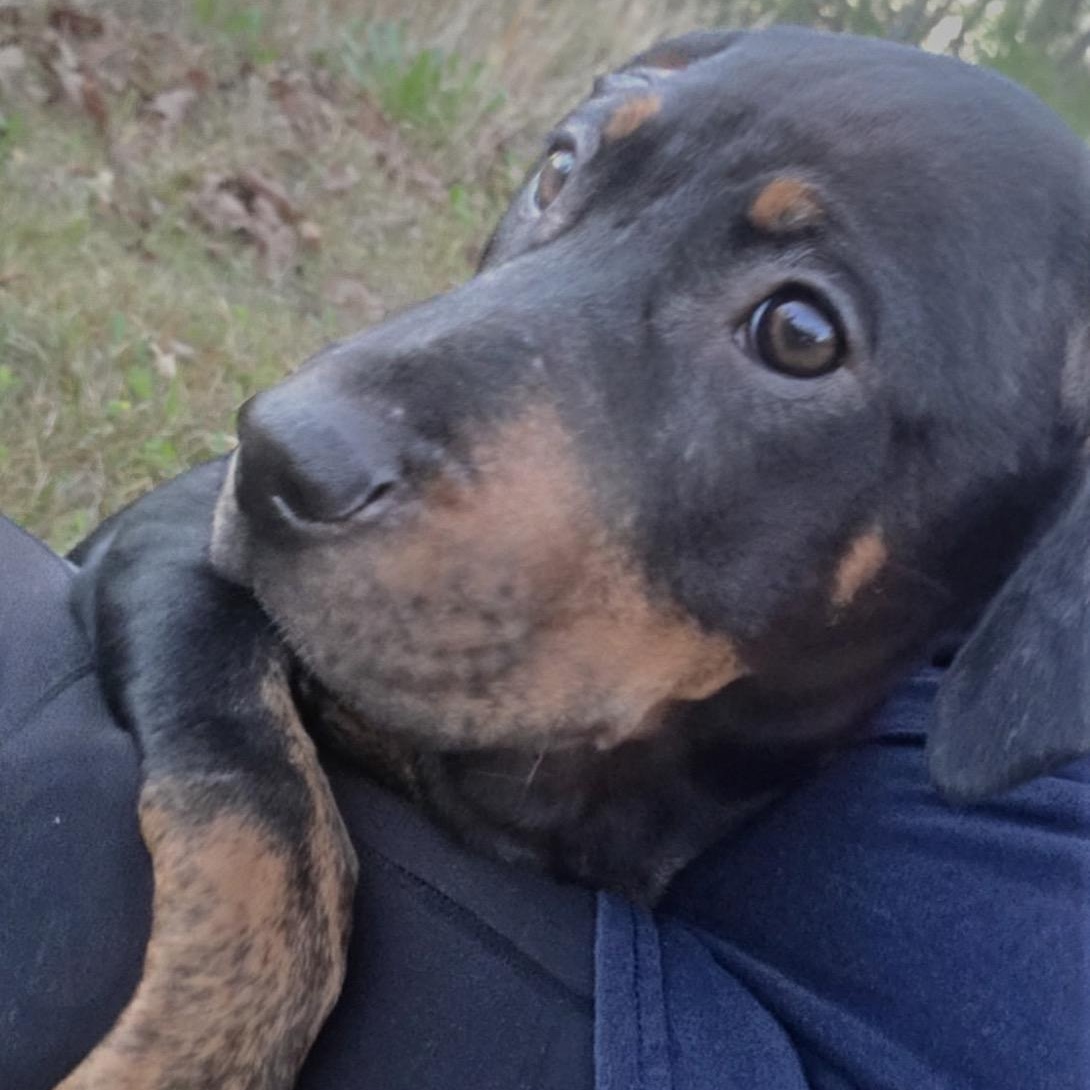 Enlarge Rosie, a Adoptable mixed breed in Roanoke, VA image 6/6