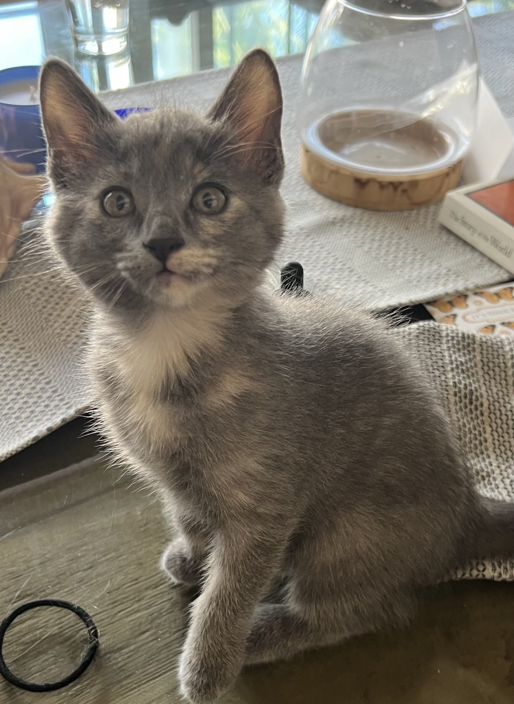 Lyla