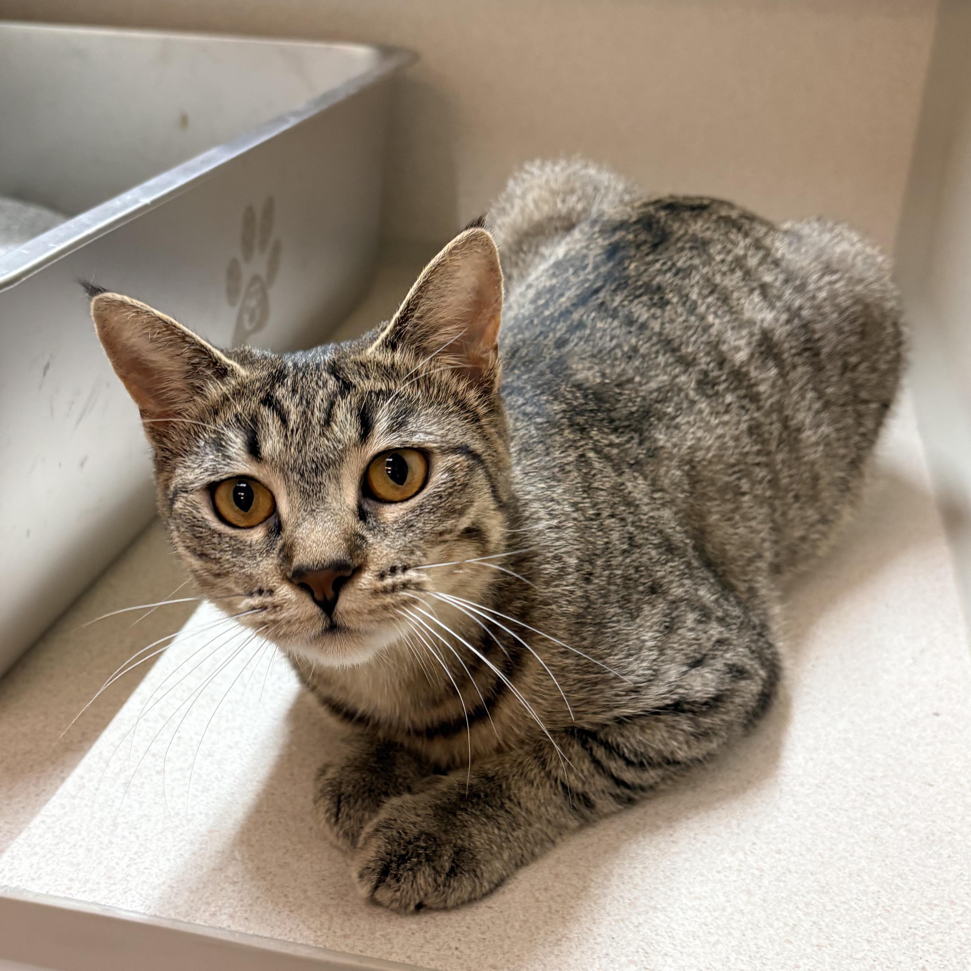 Lucy, Adoptable, Young Female Domestic Short Hair.