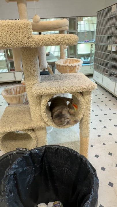 Enlarge Lucy, a Adoptable Domestic Short Hair in Quincy, CA video 2/2