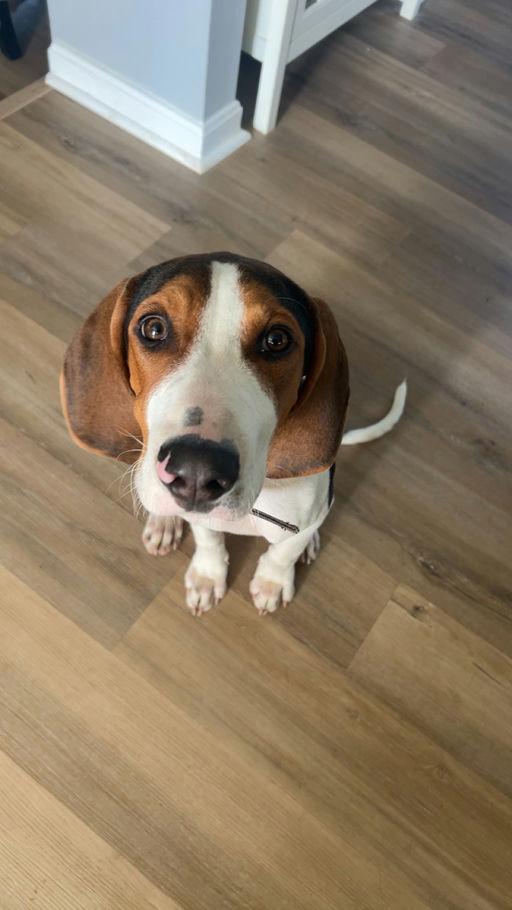 Virginia Hank, Adoptable, Young Male Treeing Walker Coonhound.