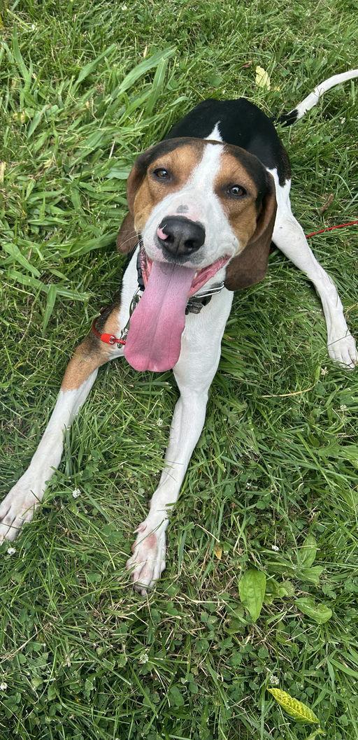 Enlarge Virginia Hank, a Adoptable Treeing Walker Coonhound in TULSA, OK image 2/4