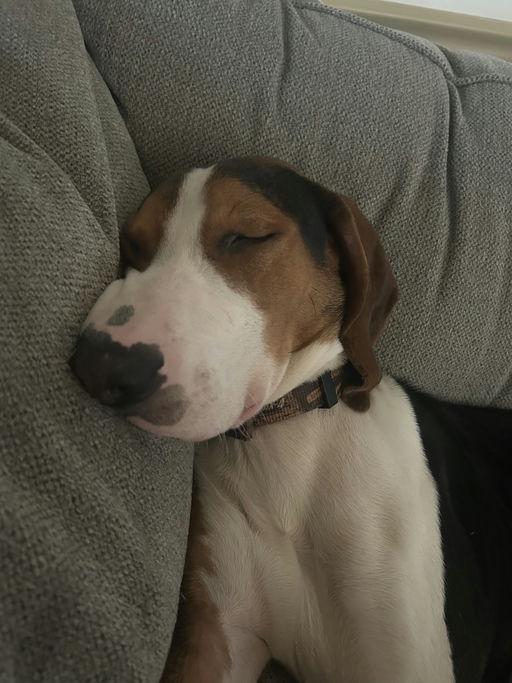 Enlarge Virginia Hank, a Adoptable Treeing Walker Coonhound in TULSA, OK image 3/4