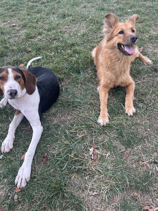 Enlarge Virginia Hank, a Adoptable Treeing Walker Coonhound in TULSA, OK image 4/4