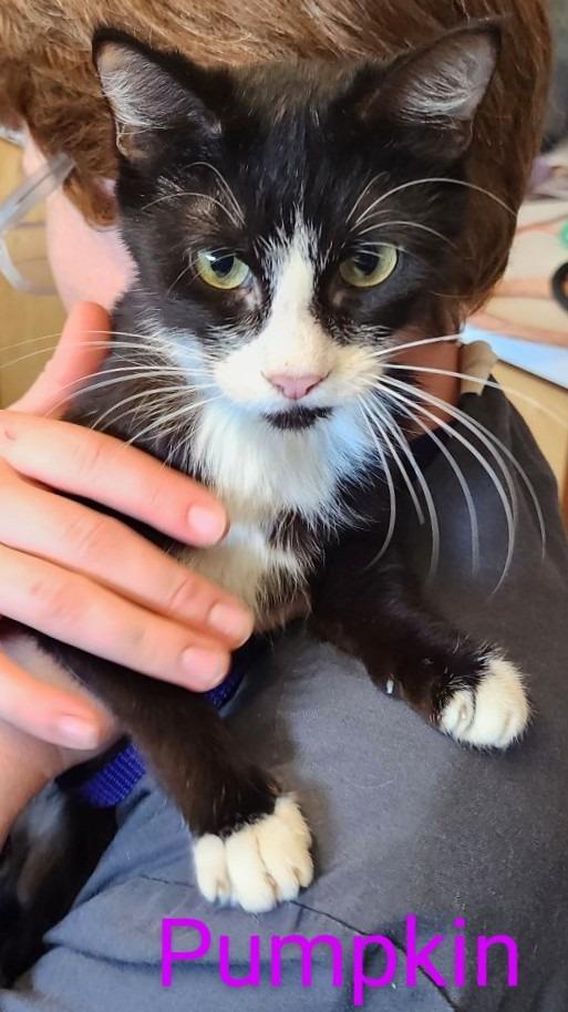 Pumpkin, Adopted, Adult Female Domestic Short Hair.