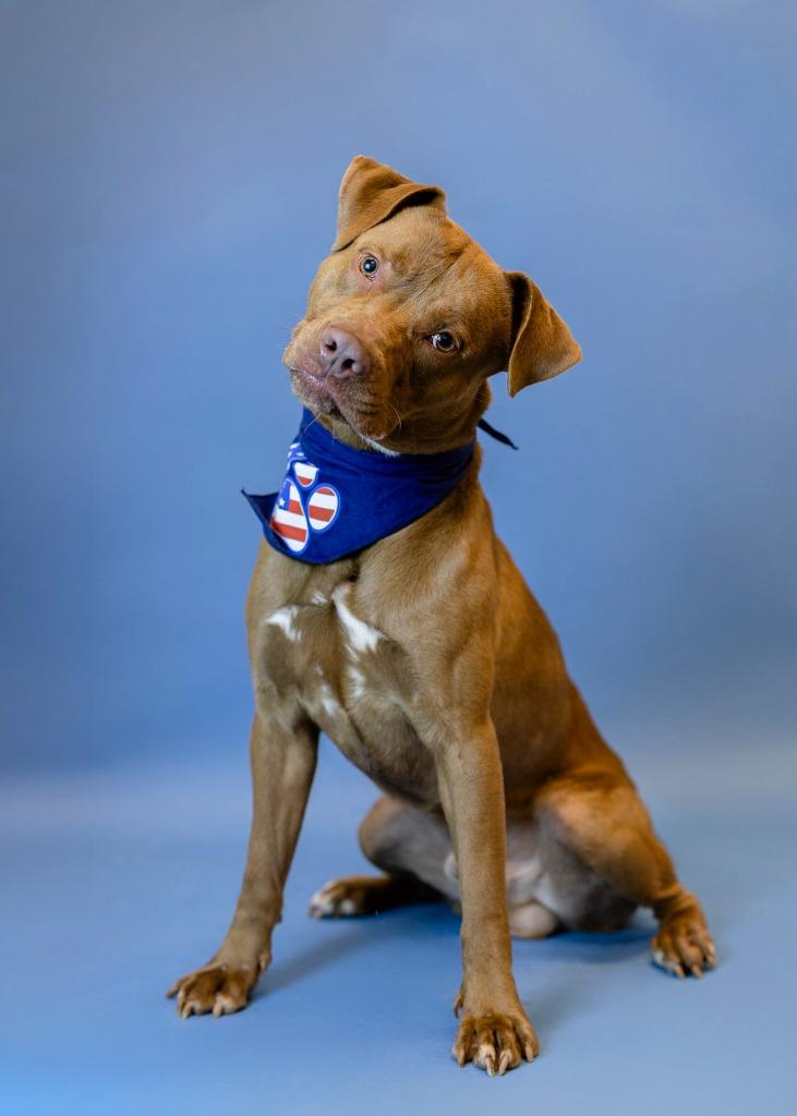 Peanut, Adoptable, Adult Male Pit Bull Terrier.