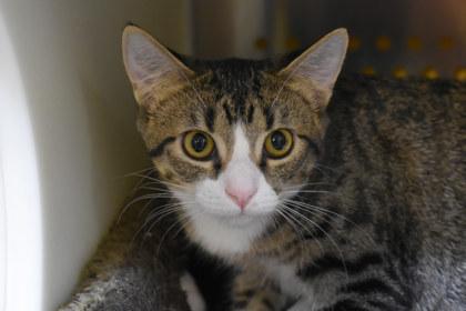 Natalie Nunn, Adoptable, Adult Female Domestic Short Hair & Domestic Short Hair.