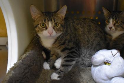 Enlarge Natalie Nunn, a Adoptable mixed breed in Kansas City, MO image 2/2