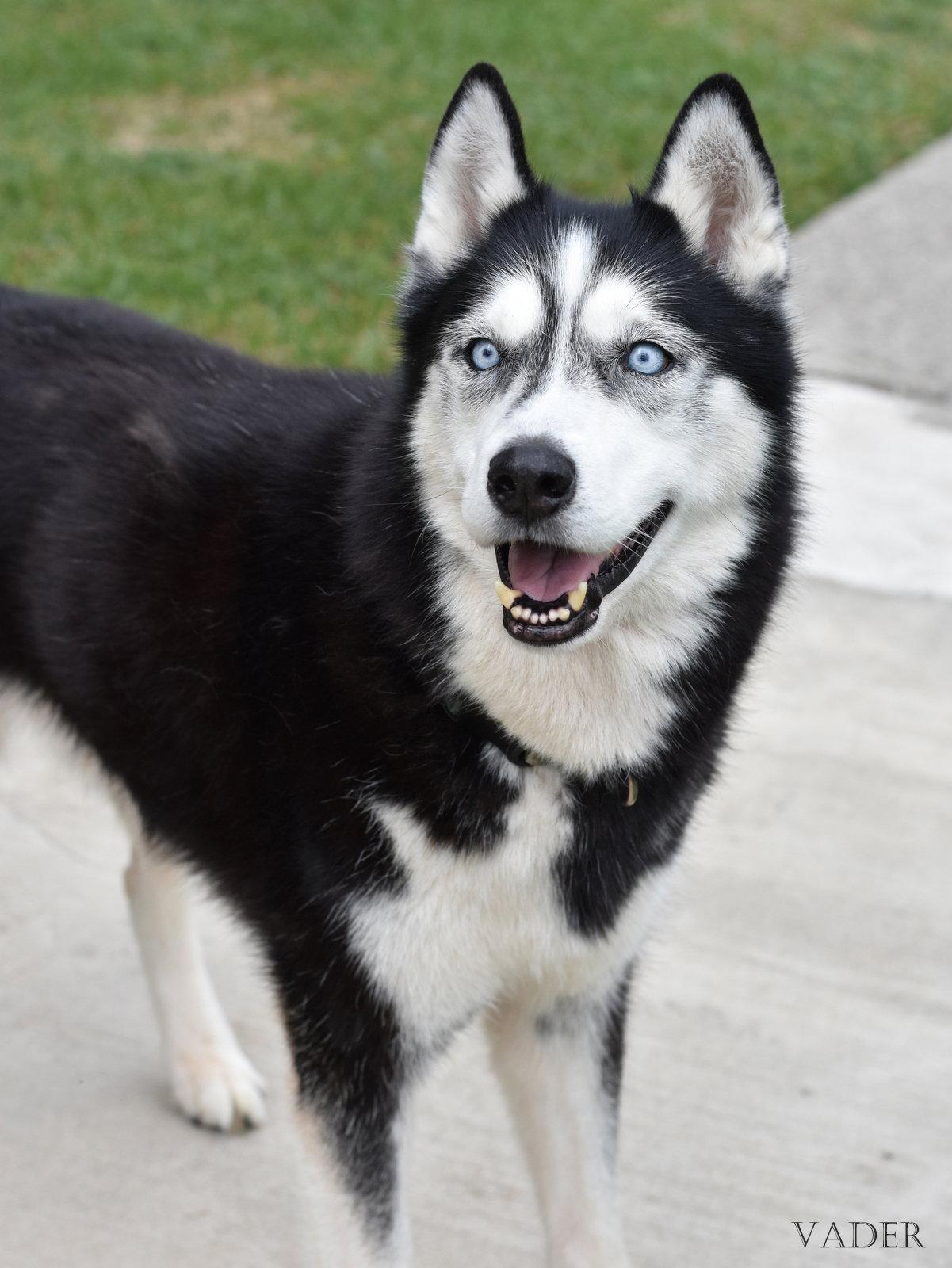 Vader, Adoptable, Adult Male Husky.