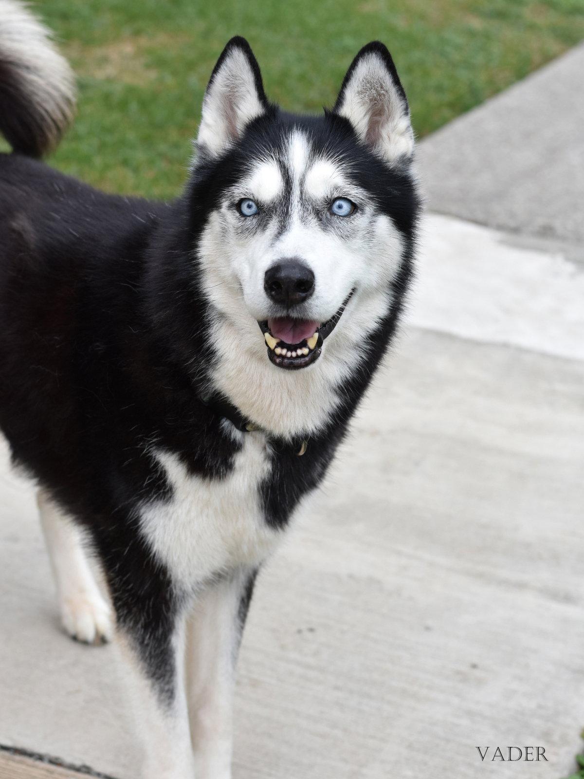 Enlarge Vader, a Adoptable Husky in Montgomery, TX image 2/3
