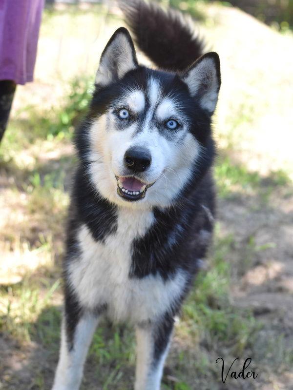 Enlarge Vader, a Adoptable Husky in Montgomery, TX image 1/3