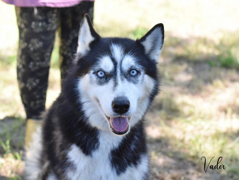 Enlarge Vader, a Adoptable Husky in Montgomery, TX image 2/3