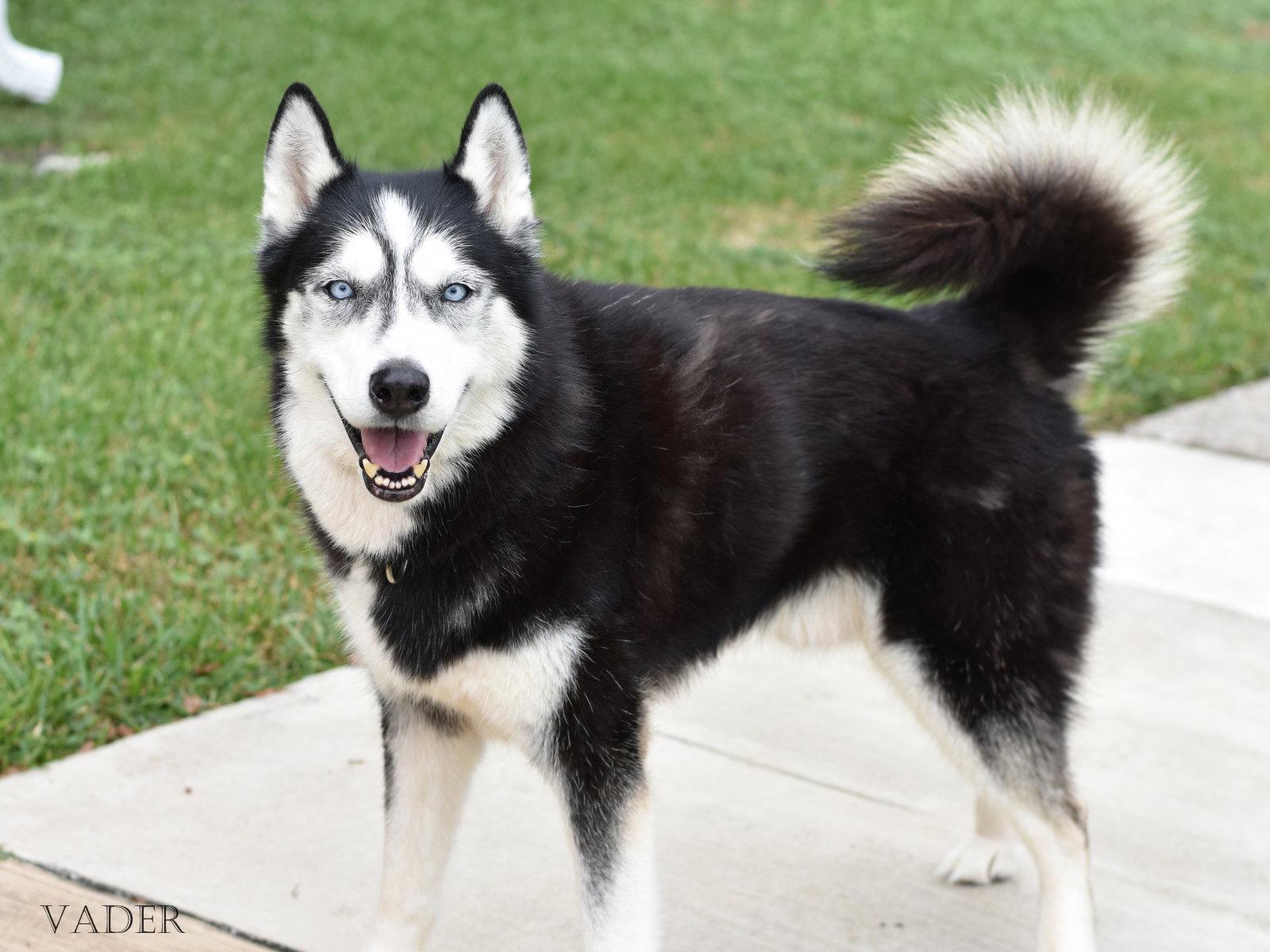 Enlarge Vader, a Adoptable Husky in Montgomery, TX image 3/3