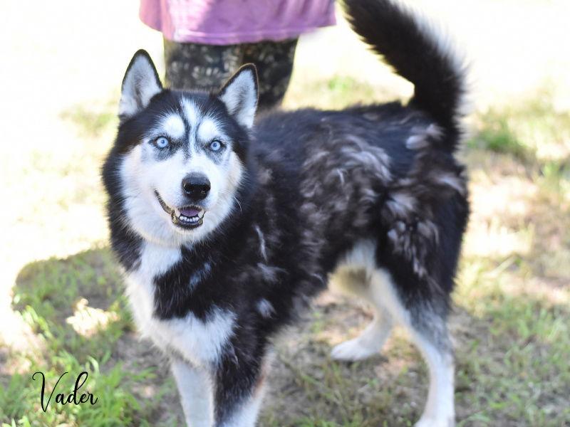 Enlarge Vader, a Adoptable Husky in Montgomery, TX image 3/3