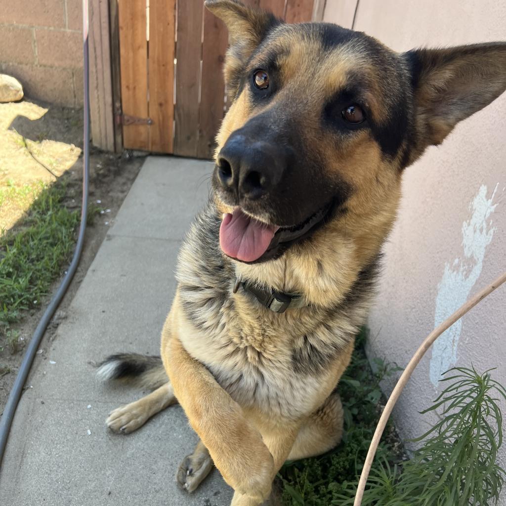 Enlarge Chuck, a Adoptable German Shepherd Dog in Yucaipa, CA image 1/1