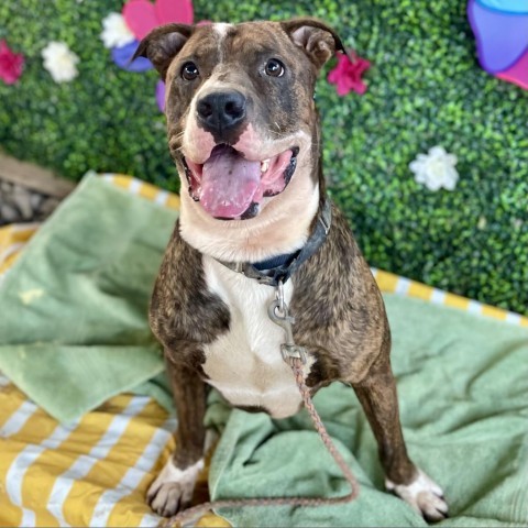 Pillow, an adoptable Shar-Pei, Staffordshire Bull Terrier in Austin, TX, 78704 | Photo Image 2