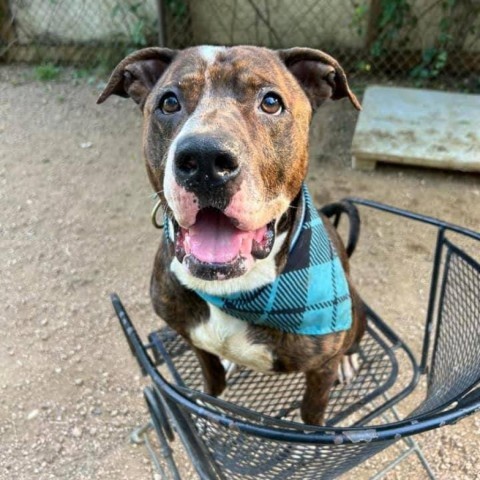 Pillow, an adoptable Shar-Pei, Staffordshire Bull Terrier in Austin, TX, 78704 | Photo Image 1