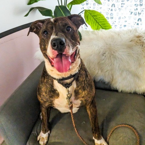 Pillow, an adoptable Shar-Pei, Staffordshire Bull Terrier in Austin, TX, 78704 | Photo Image 3